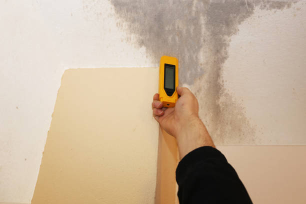 Best Basement Mold Removal  in East Sparta, OH