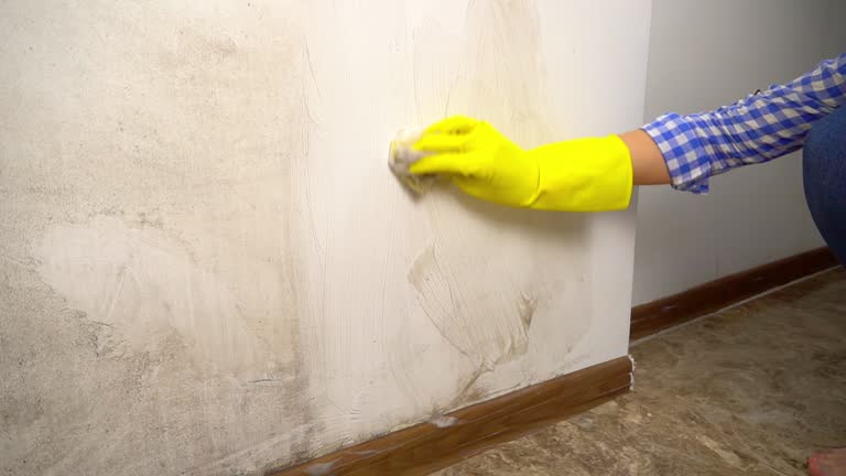  East Sparta, OH Mold Removal Pros