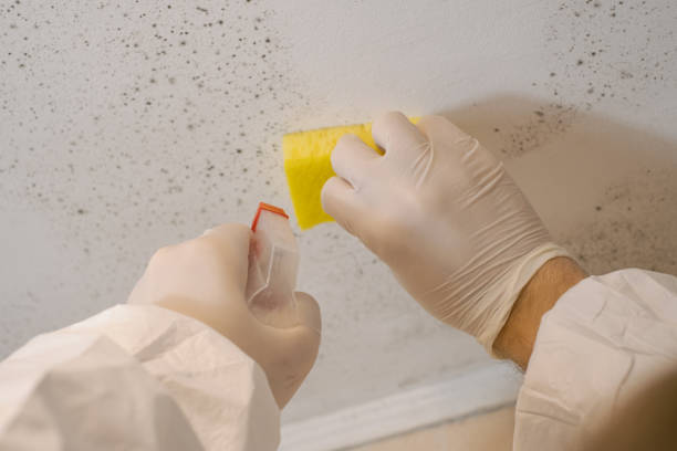 Best Mold Damage Restoration  in East Sparta, OH