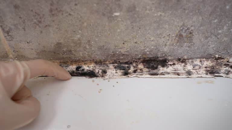 Best Emergency Mold Remediation  in East Sparta, OH